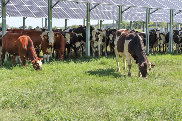 Cows grazing in the shade of solar panels